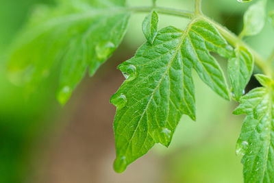 Close-up of green leaves