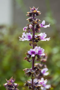 Close-up of insect on flowers