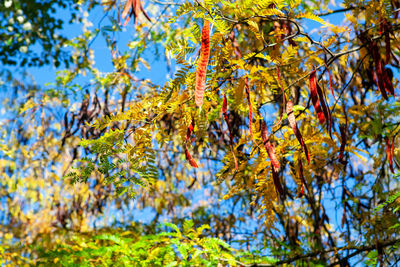 Honey locust branches in autumn . pods on the tree . gleditsia triacanthos
