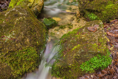 Close-up of moss on tree trunk