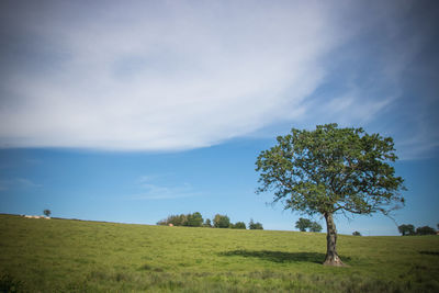 Tree on field against sky