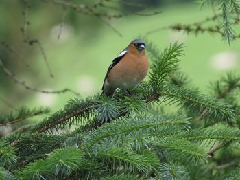 Robin perched on pine tree
