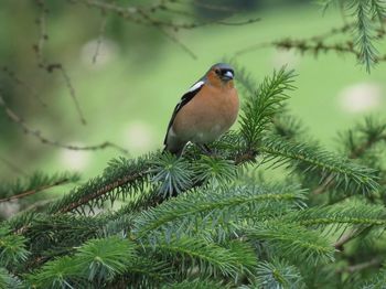 Close-up of bird perching on branch