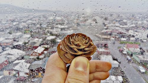 Cropped hand holding pine cone against wet window during rainy season
