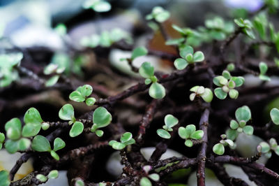 Close-up of green plant