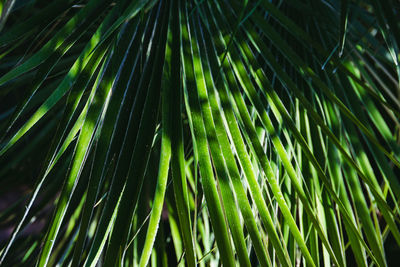 Full frame shot of palm tree