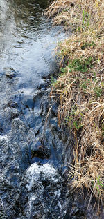 High angle view of plant in water