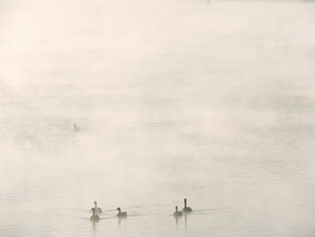 Birds swimming in lake during foggy weather