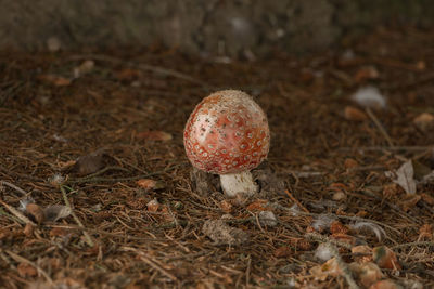 Close-up of mushroom on field