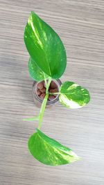 High angle view of green leaves on table