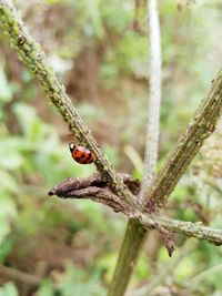 Close-up of ladybug on twig