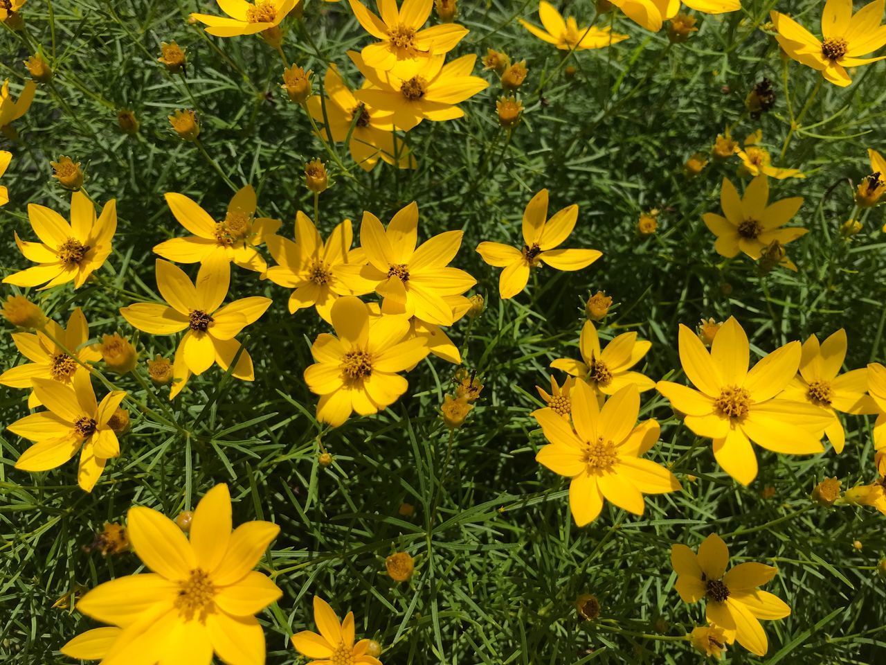 HIGH ANGLE VIEW OF YELLOW FLOWERING PLANTS ON LAND