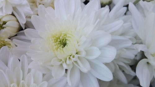 Close-up of white dahlia blooming outdoors