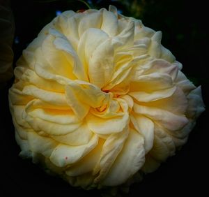 Close-up of yellow rose against black background