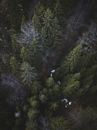 Aerial view of pine trees