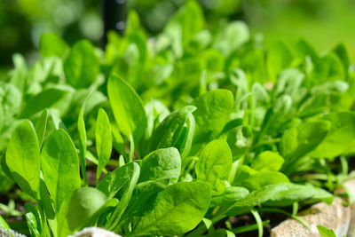 Close-up of fresh green leaves