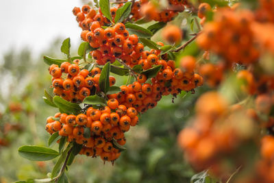 Close-up of orange growing on tree