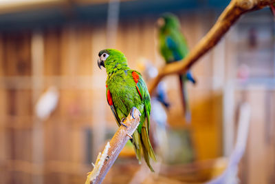 Close-up of parrot perching on leaf