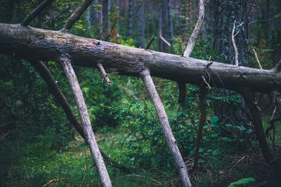 Fallen tree in forest
