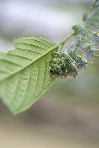 Close-up of insect on leaf