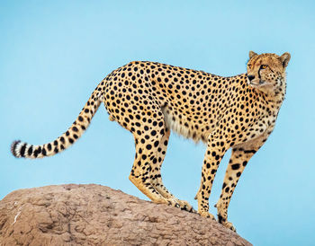 Low angle view of cat on rock against sky