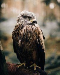 Cropped image of falconry with bird of prey