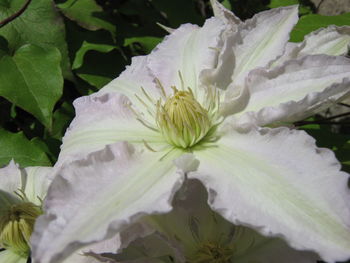 Close-up of white flower blooming outdoors