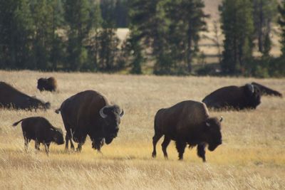 Bison in a field