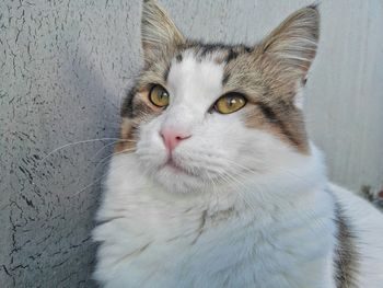 Close-up of cat looking away by wall