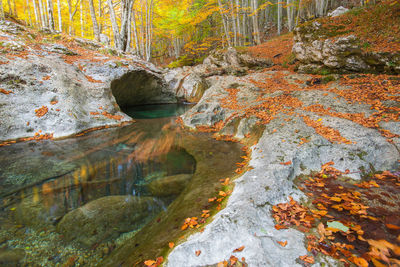 Scenic view of river in forest during autumn