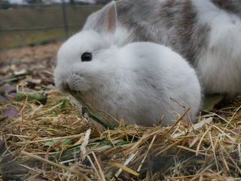 Close-up of rabbit on field