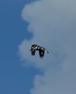 Low angle view of eagle flying against sky