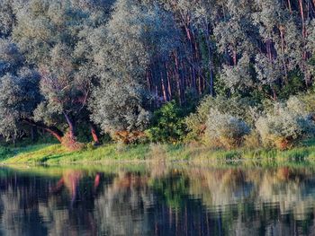 Scenic view of lake in forest