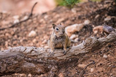 Close up of squirrel