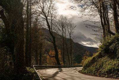 Road amidst trees and plants against sky