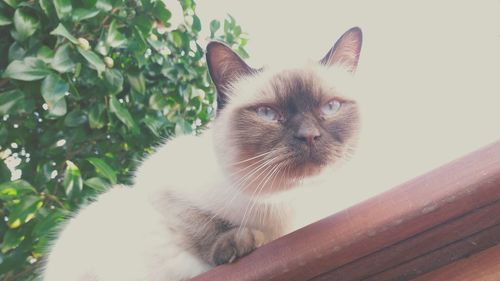 Close-up portrait of cat sitting outdoors