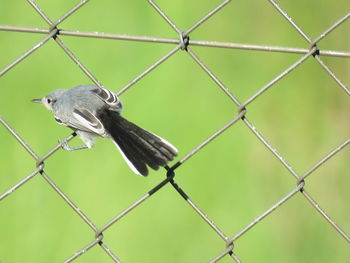 Bird perching on chainlink fence