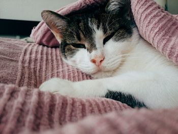 Close-up of cat sleeping on bed