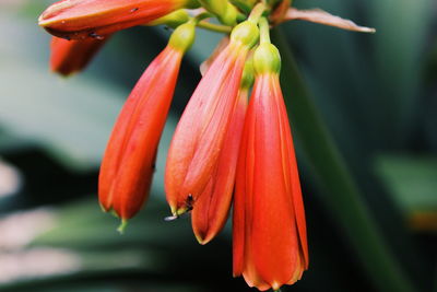 Close-up of red flowering plant