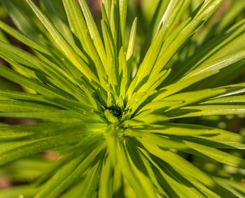 Close-up of green plant