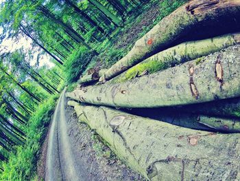 Trees in forest