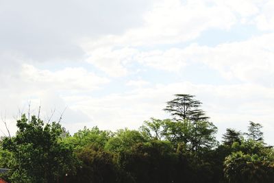 Low angle view of trees against sky