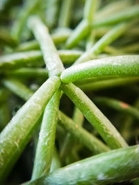 Close-up of fresh green leaf