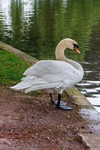 View of swan on lakeshore