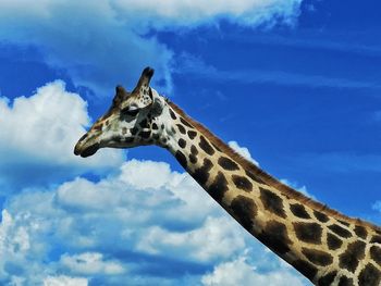 Low angle view of giraffe