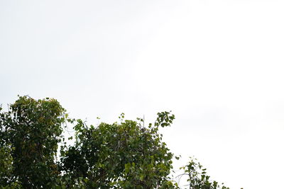 Low angle view of trees against clear sky