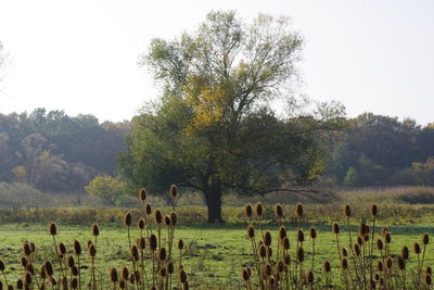 Sheep grazing on field against clear sky