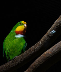 Close-up of parrot perching on branch
