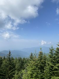 Pine trees in forest against sky