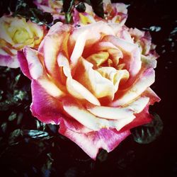 Close-up of rose blooming outdoors